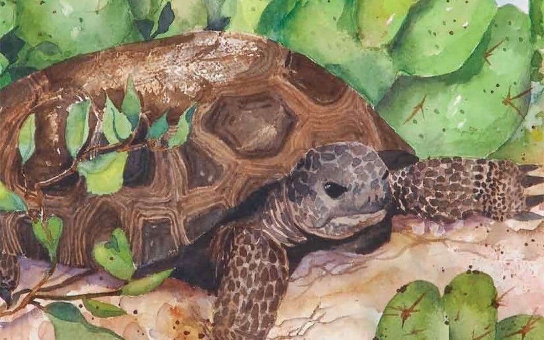 Gopher Tortoise Activity Book