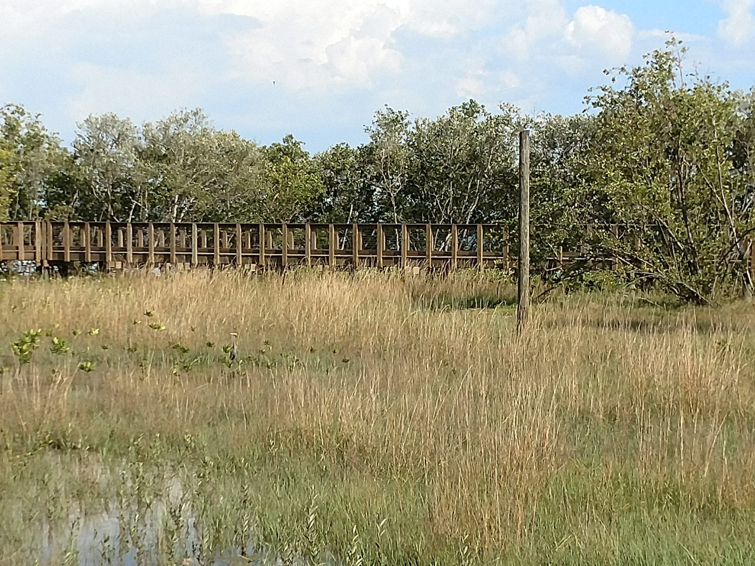 A picture of habitat growth at Safety Harbor in 2018