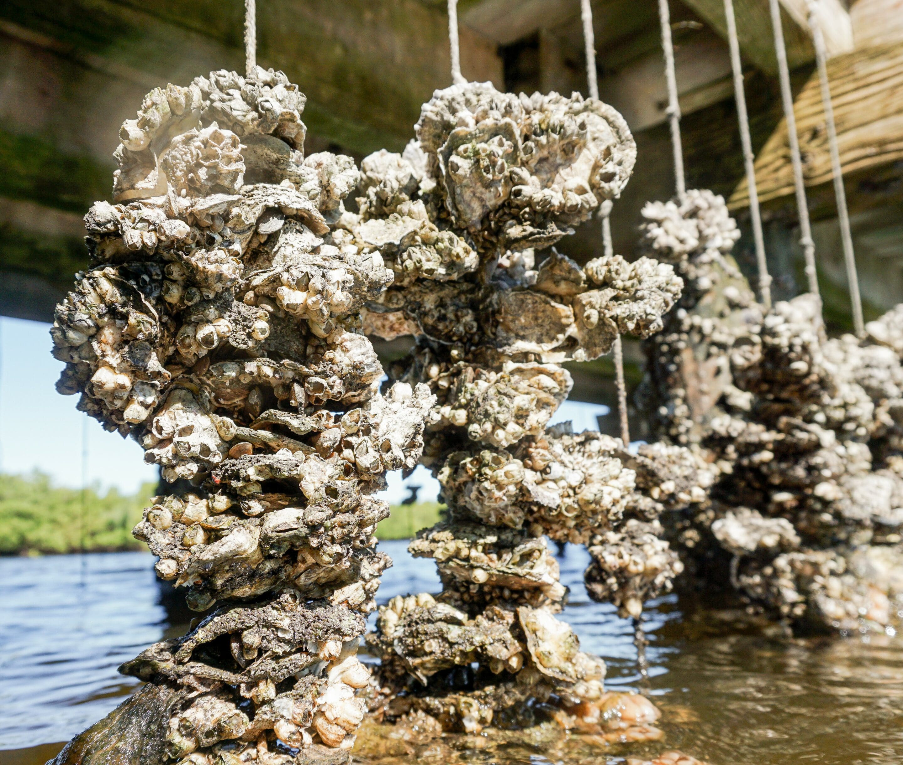 vertical oyster gardens hang rom a dock