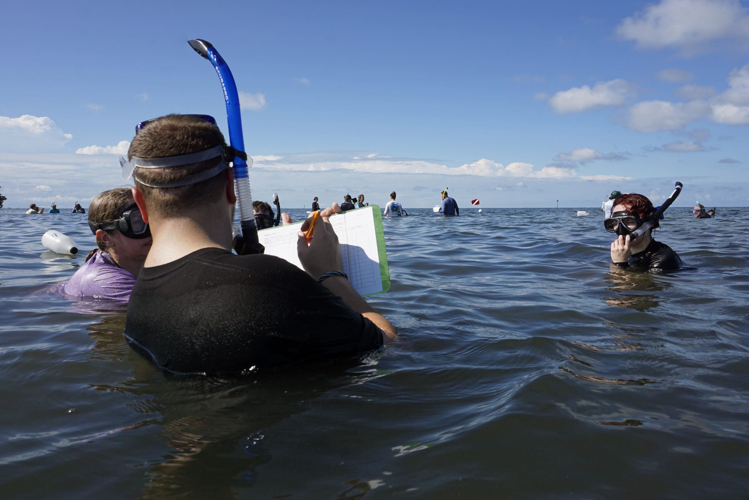 Scientists snorkel in Tampa Bay to study seagrass.