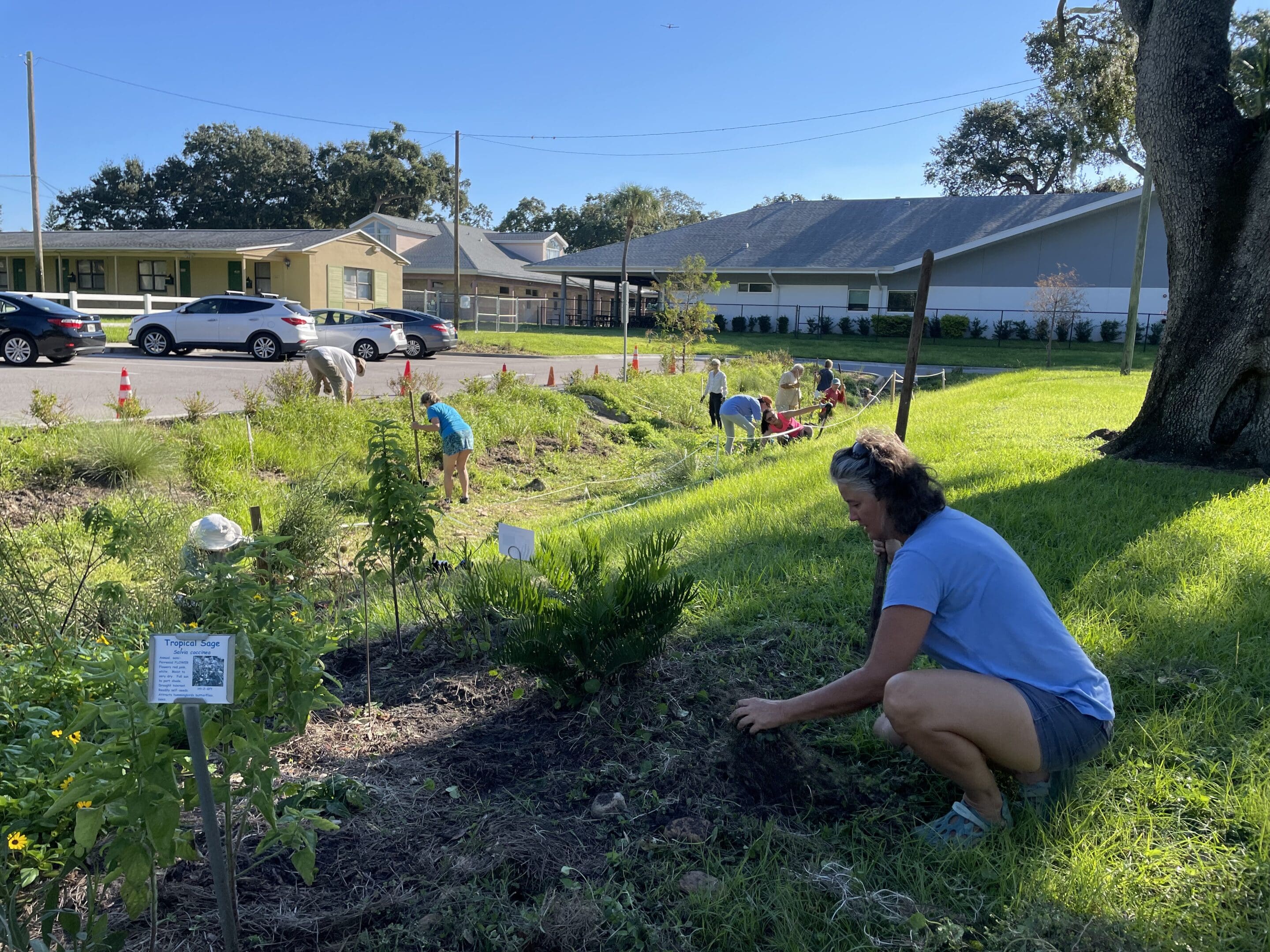 people spreading pinestraw and planting plants in a rain garden