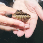 2 hands holding a Bay Scallop above the water, showcasing its blue eyes.