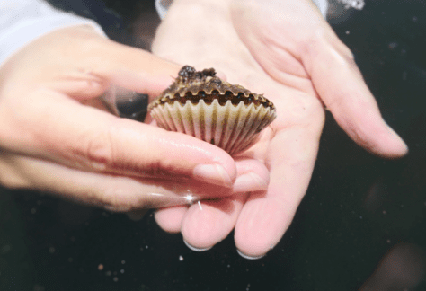2 hands holding a Bay Scallop above the water, showcasing its blue eyes.