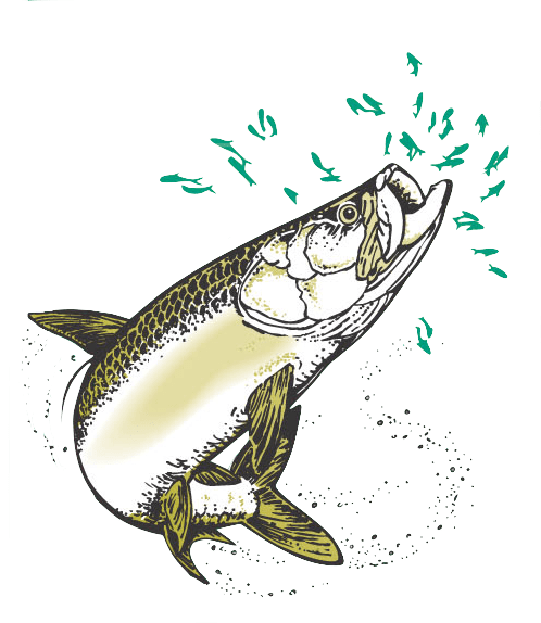 TARPON ISO