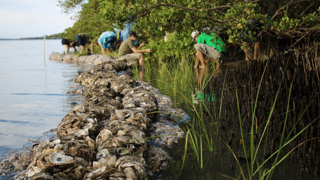 A group of people plant native grass alongside artificial oyster reef.