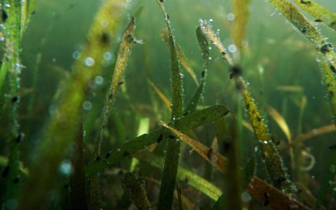 Seagrass Assessment