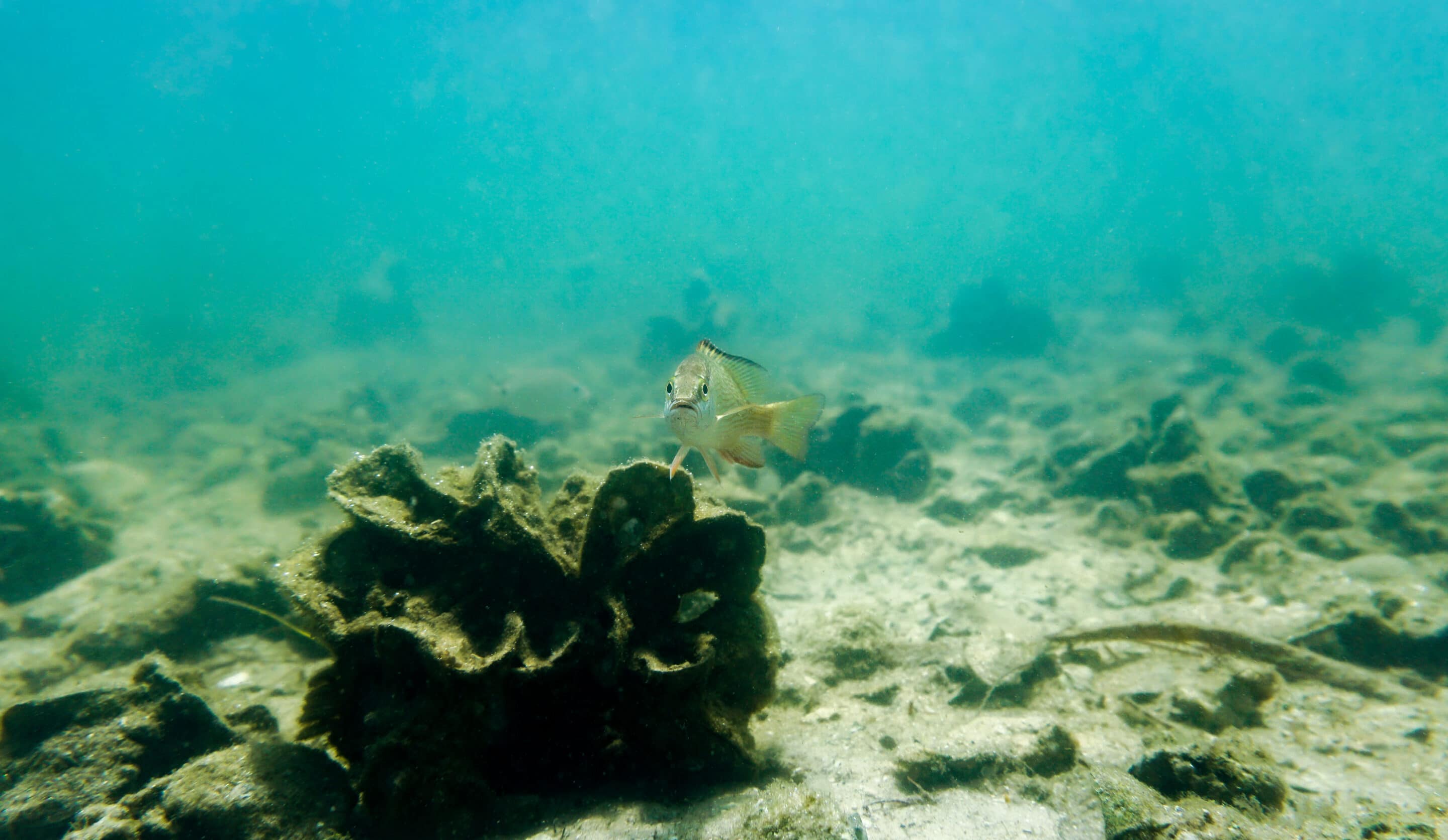 A small fish stares at the camera underwater, surrounded by oysters.
