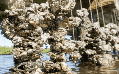 Vertical Oyster Gardens