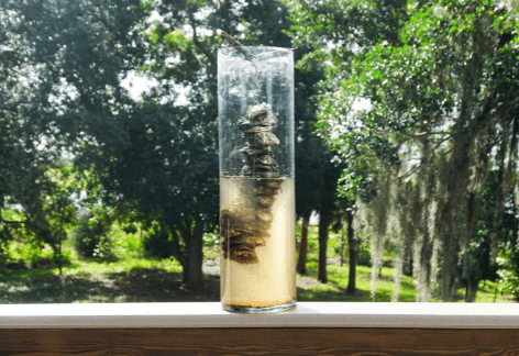 A clear container holds a Vertical Oyster Garden.