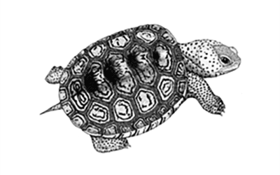 Diamondback Terrapins Educator’s Guide