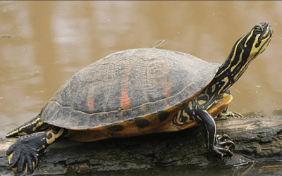 Freshwater Turtle Activity Book