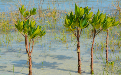 Tampa Bay Habitat Restoration StoryMap